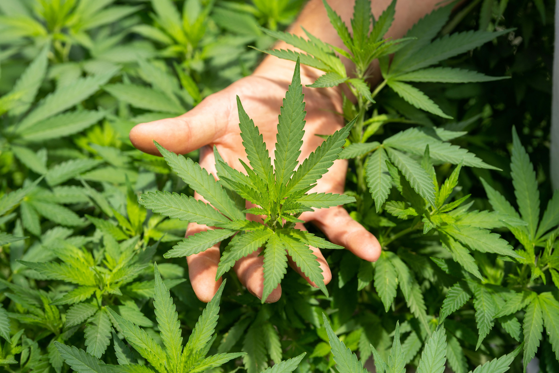 Hand holding weed leaves amongst many weed plants