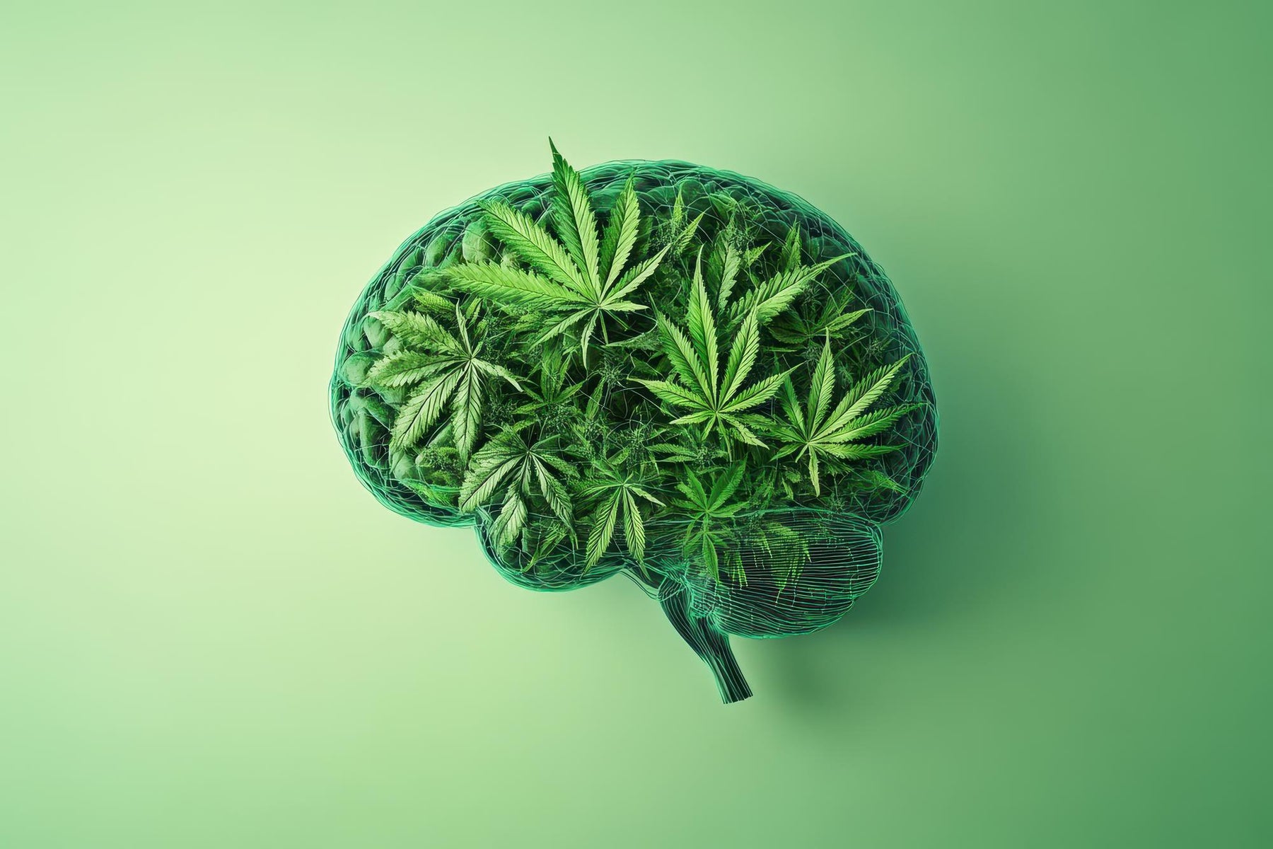 How CBD Affects the Brain