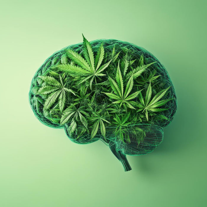 How CBD Affects the Brain