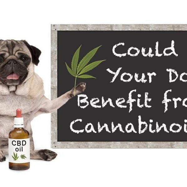 Can CBD Treat Epilepsy in Dogs? New Study Aims to Find Out