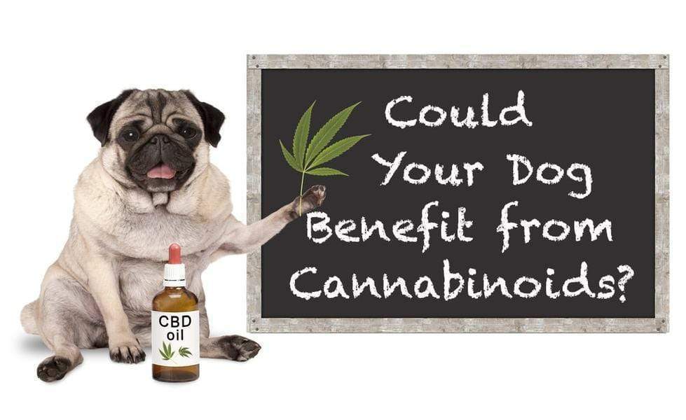 Can CBD Treat Epilepsy in Dogs? New Study Aims to Find Out