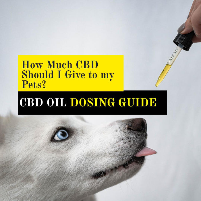 CBD Pet Dosage Guide