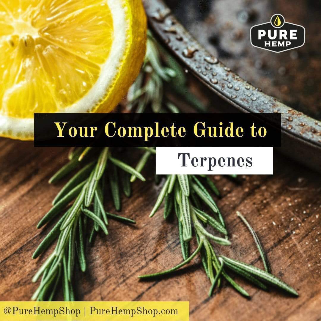 Your Guide to Terpenes