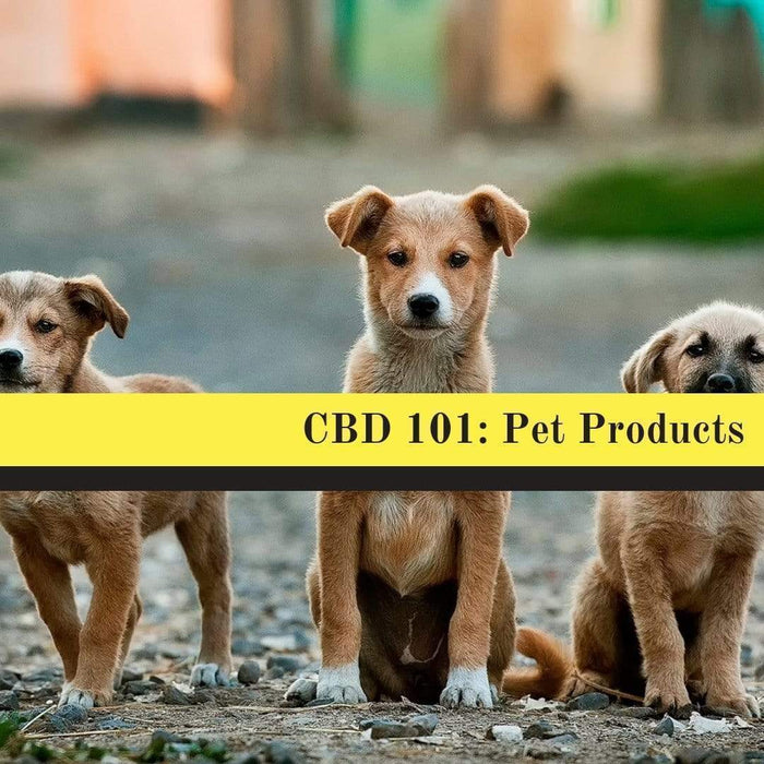 CBD 101: Pet Products