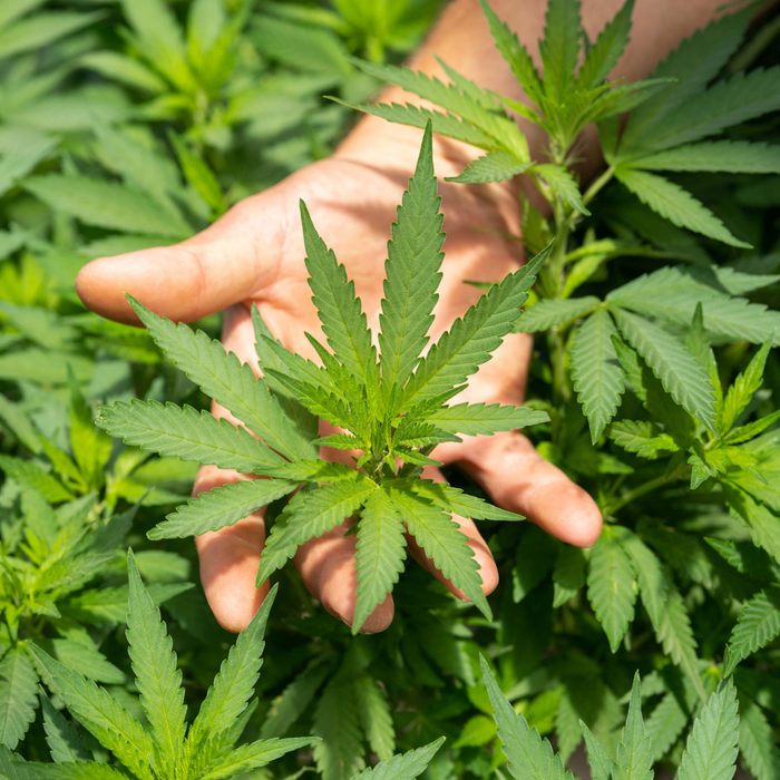 Hand holding weed leaves amongst many weed plants