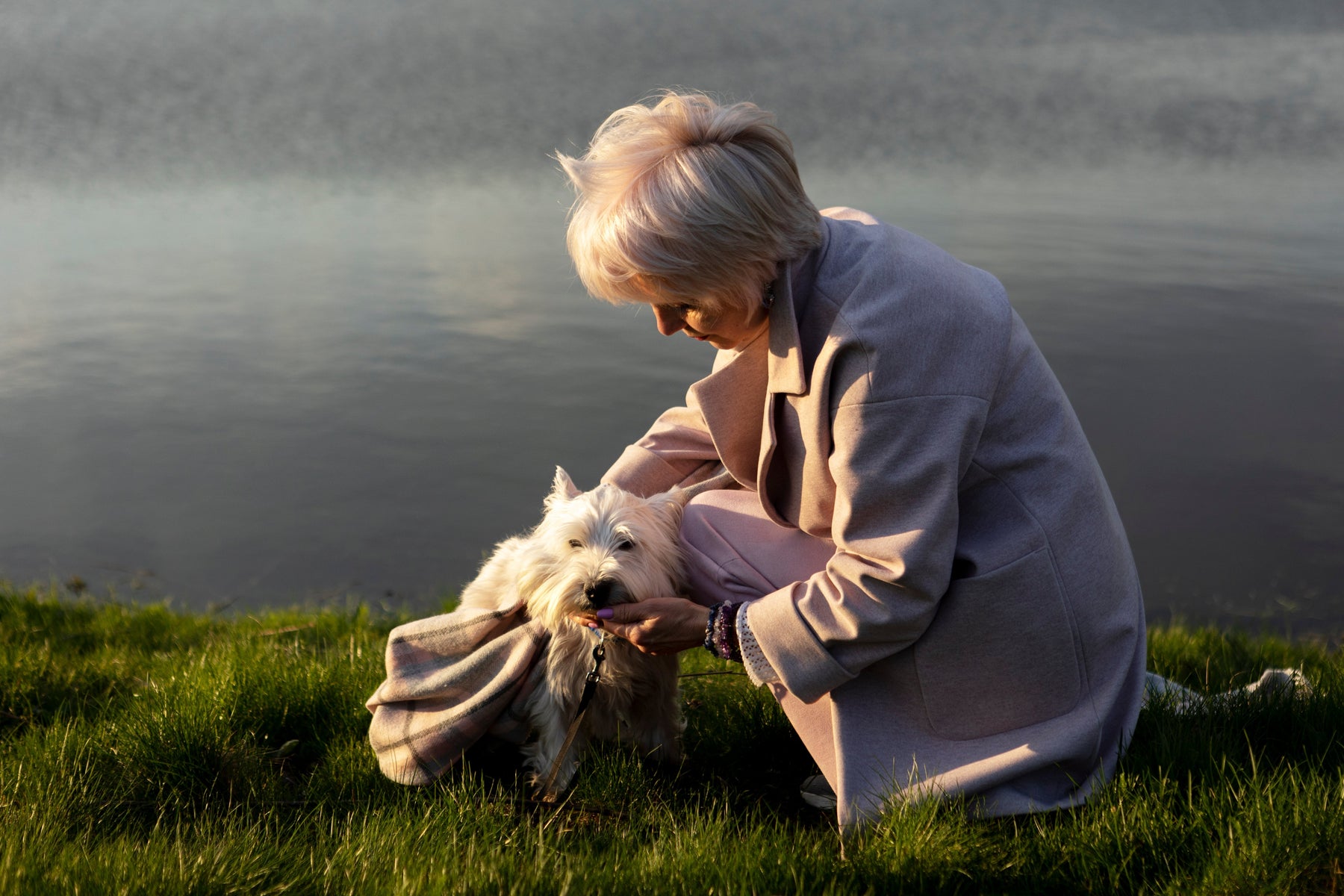 5 Ways CBD Enhances the Lives of Older Dogs