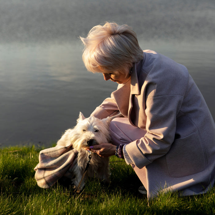 5 Ways CBD Enhances the Lives of Older Dogs